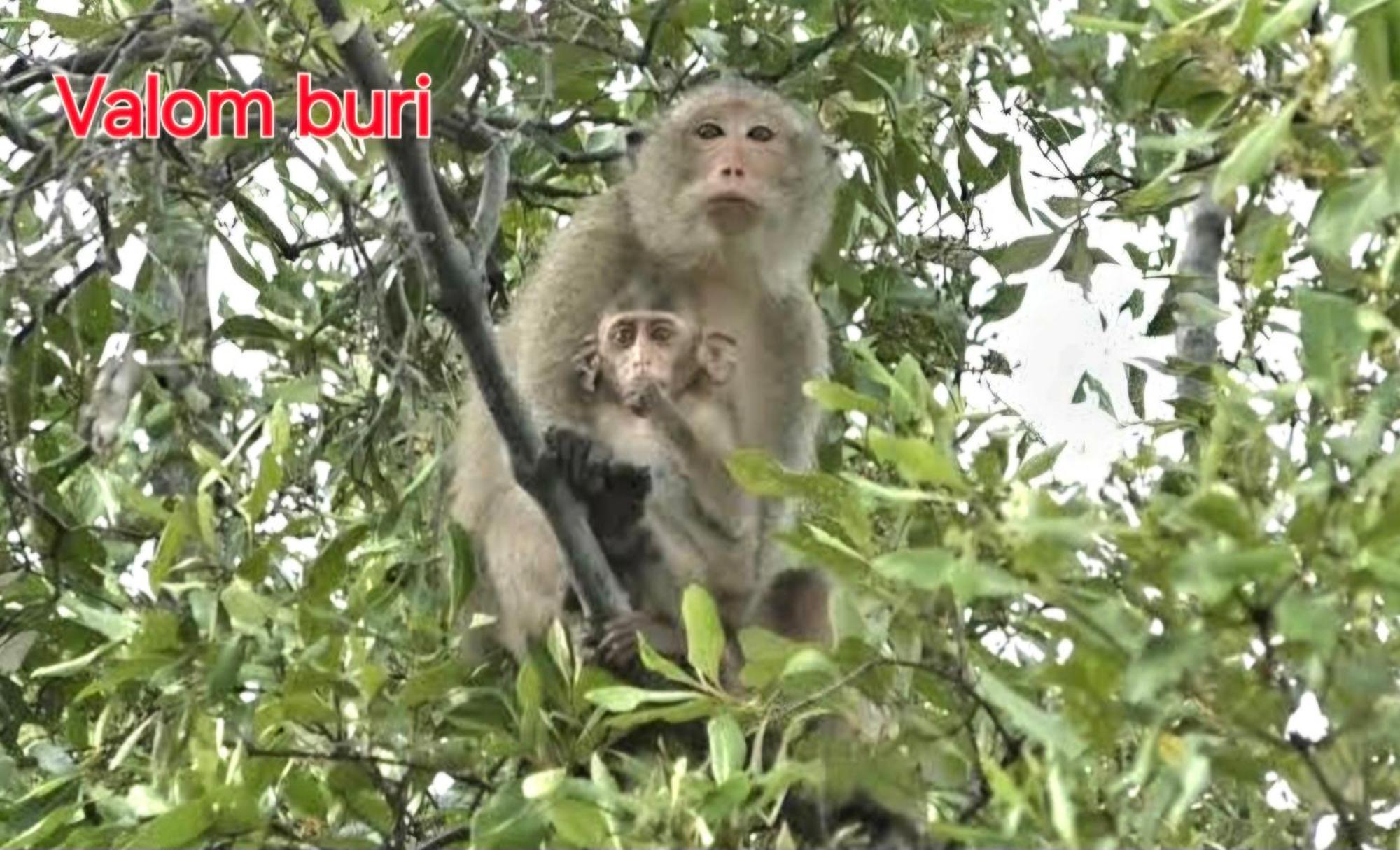 Lanta Valom Buri ชาเล่ต์ เกาะลันตา